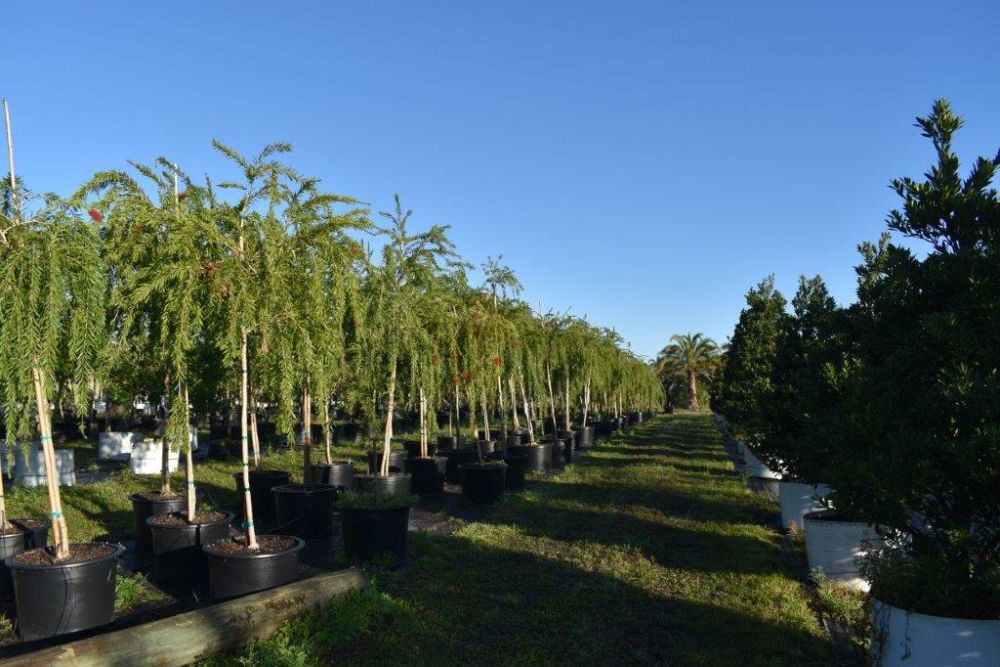 callistemon-viminalis-boyette-weeping-bottlebrush