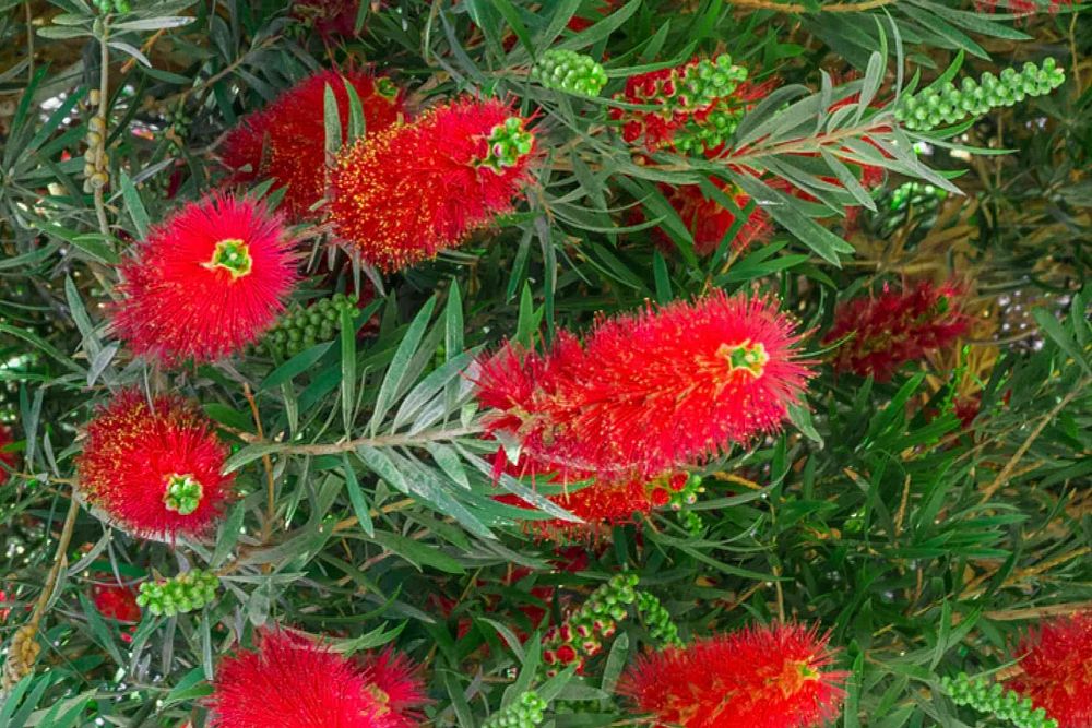 callistemon-viminalis-boyette-weeping-bottlebrush
