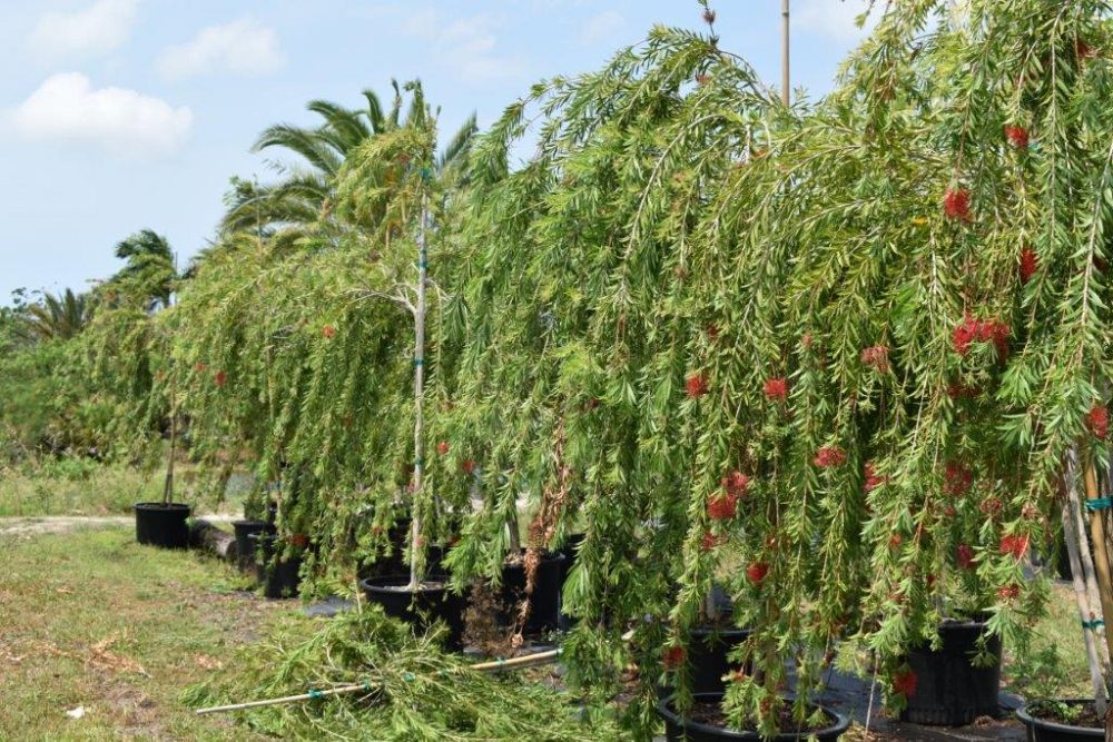 callistemon-viminalis-boyette-weeping-bottlebrush