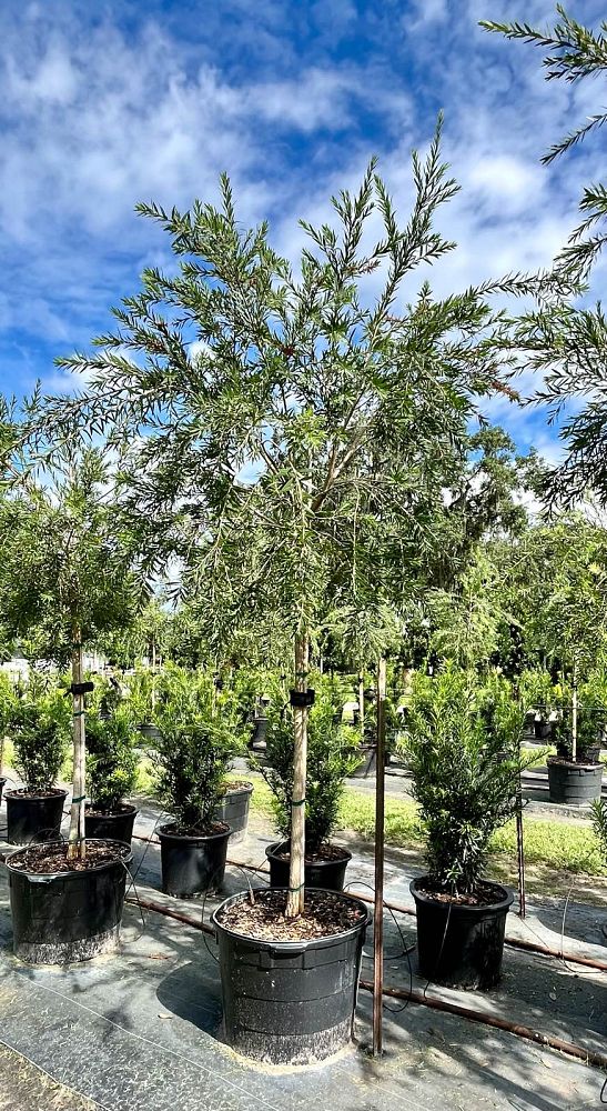 callistemon-viminalis-boyette-weeping-bottlebrush