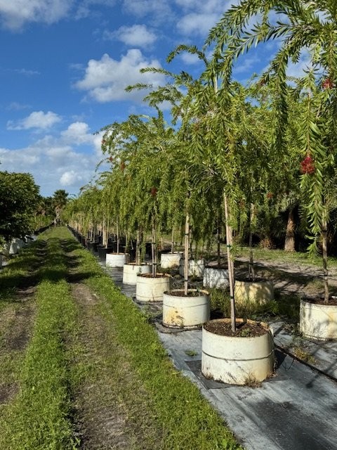 callistemon-viminalis-boyette-weeping-bottlebrush