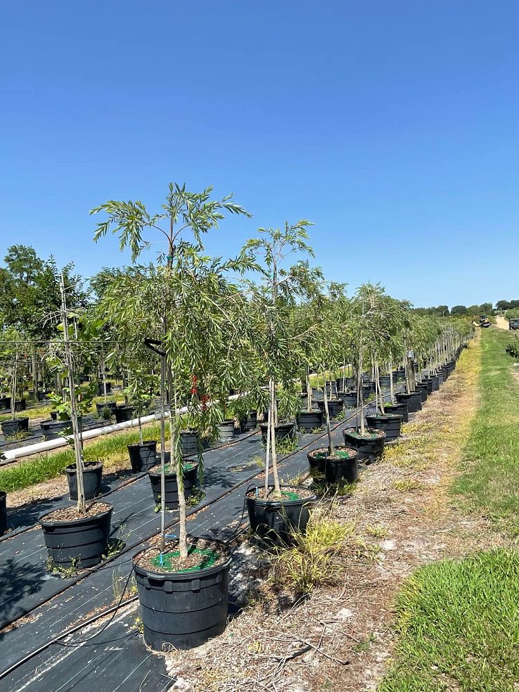callistemon-viminalis-boyette-weeping-bottlebrush