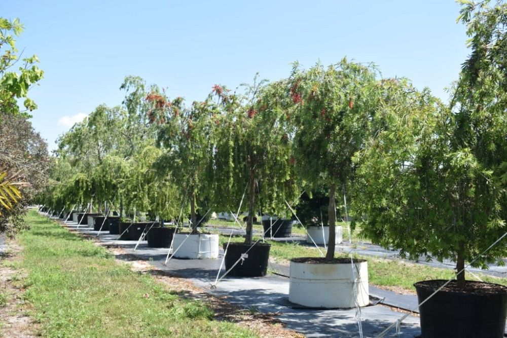 callistemon-viminalis-boyette-weeping-bottlebrush