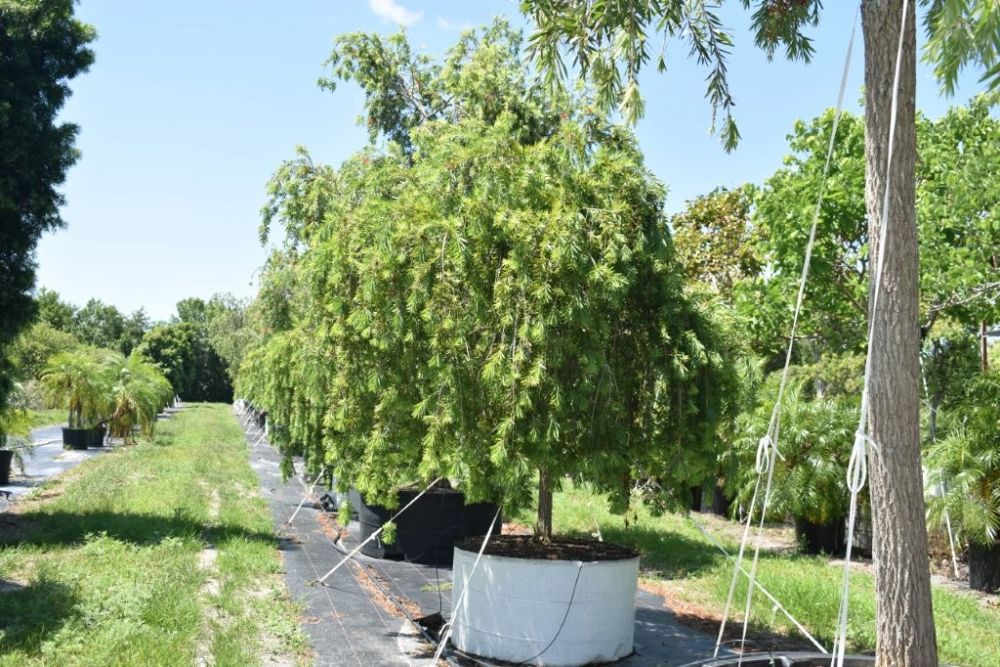 callistemon-viminalis-boyette-weeping-bottlebrush
