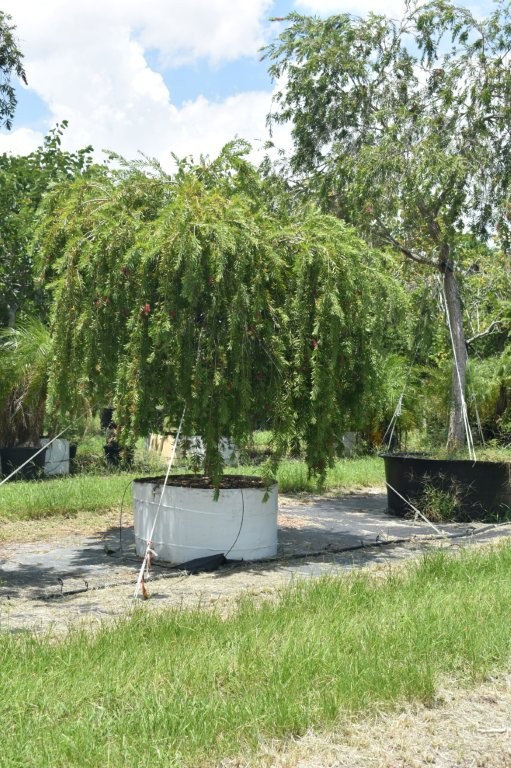 callistemon-viminalis-boyette-weeping-bottlebrush