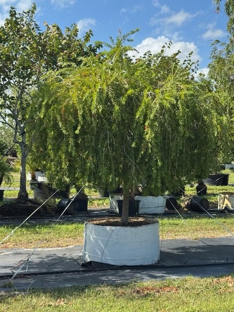 callistemon-viminalis-boyette-weeping-bottlebrush