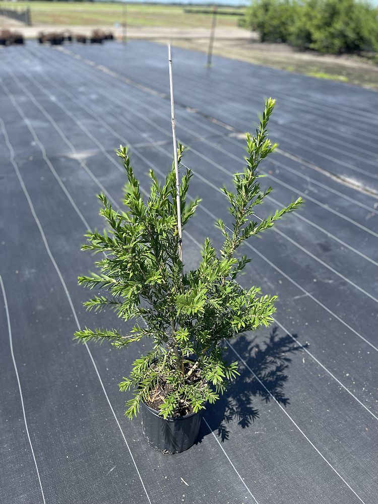 callistemon-viminalis-lc01-weeping-bottlebrush-macarthur