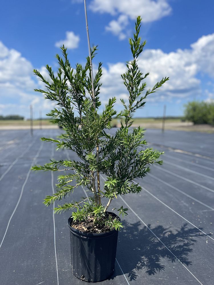 callistemon-viminalis-lc01-weeping-bottlebrush-macarthur