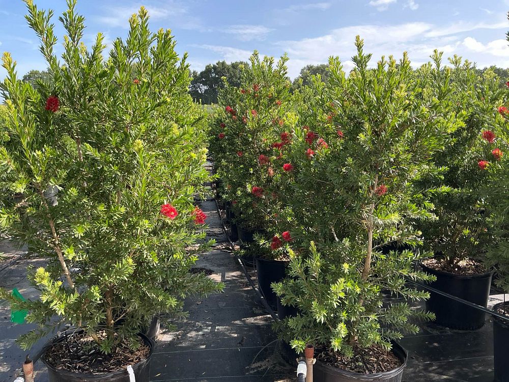 callistemon-viminalis-lc01-weeping-bottlebrush-macarthur