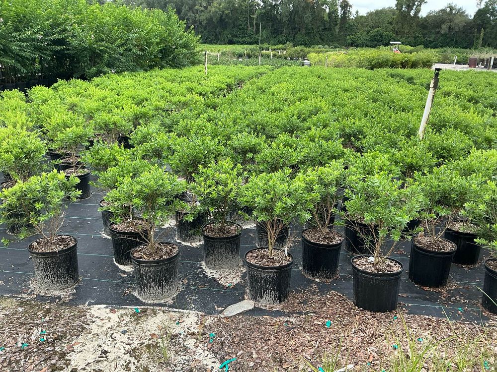 callistemon-viminalis-lc01-weeping-bottlebrush-macarthur