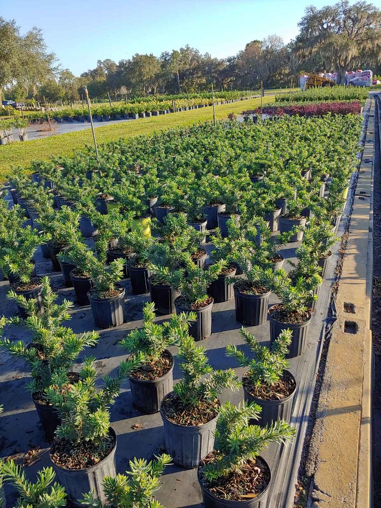 Tampa Nursery & Garden