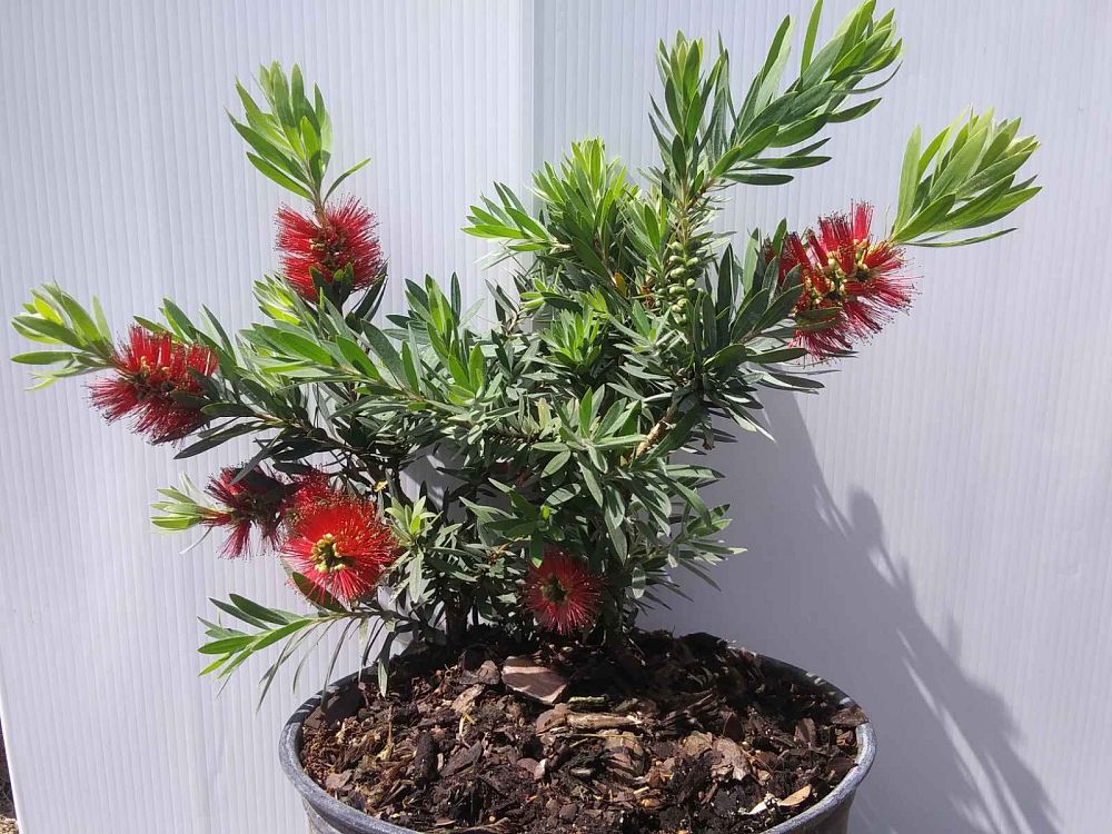 callistemon-viminalis-little-john-weeping-bottlebrush-dwarf