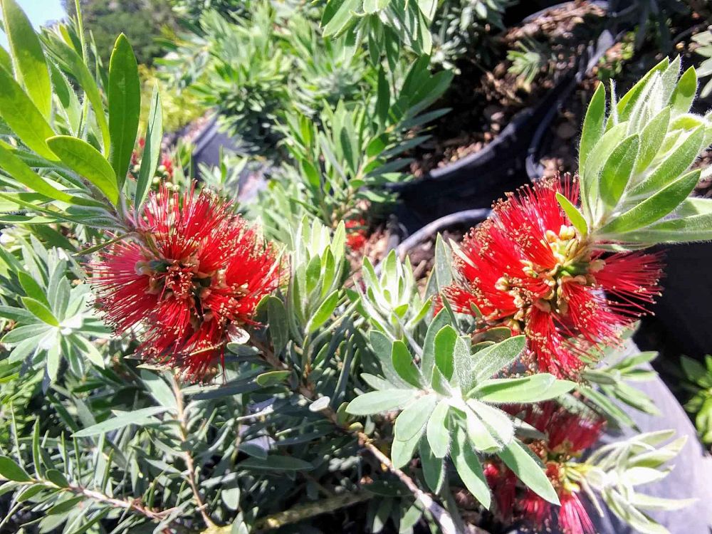 callistemon-viminalis-little-john-weeping-bottlebrush-dwarf