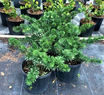 callistemon-viminalis-little-john-weeping-bottlebrush-dwarf