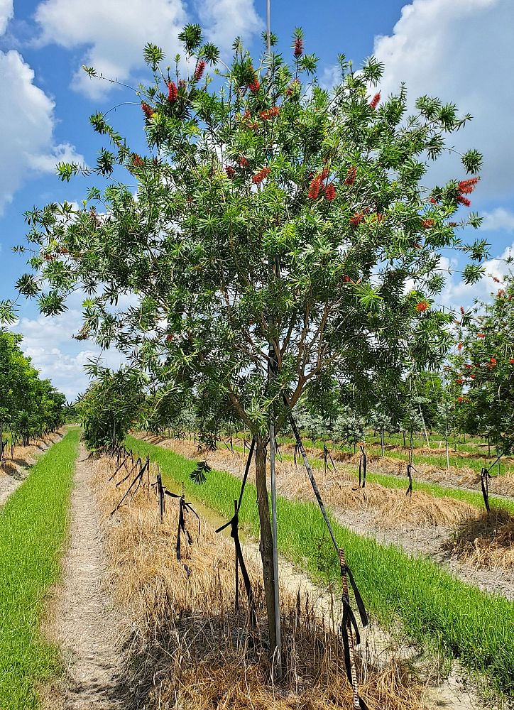 callistemon-viminalis-little-john-weeping-bottlebrush-dwarf