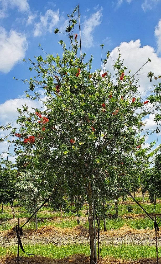 callistemon-viminalis-little-john-weeping-bottlebrush-dwarf