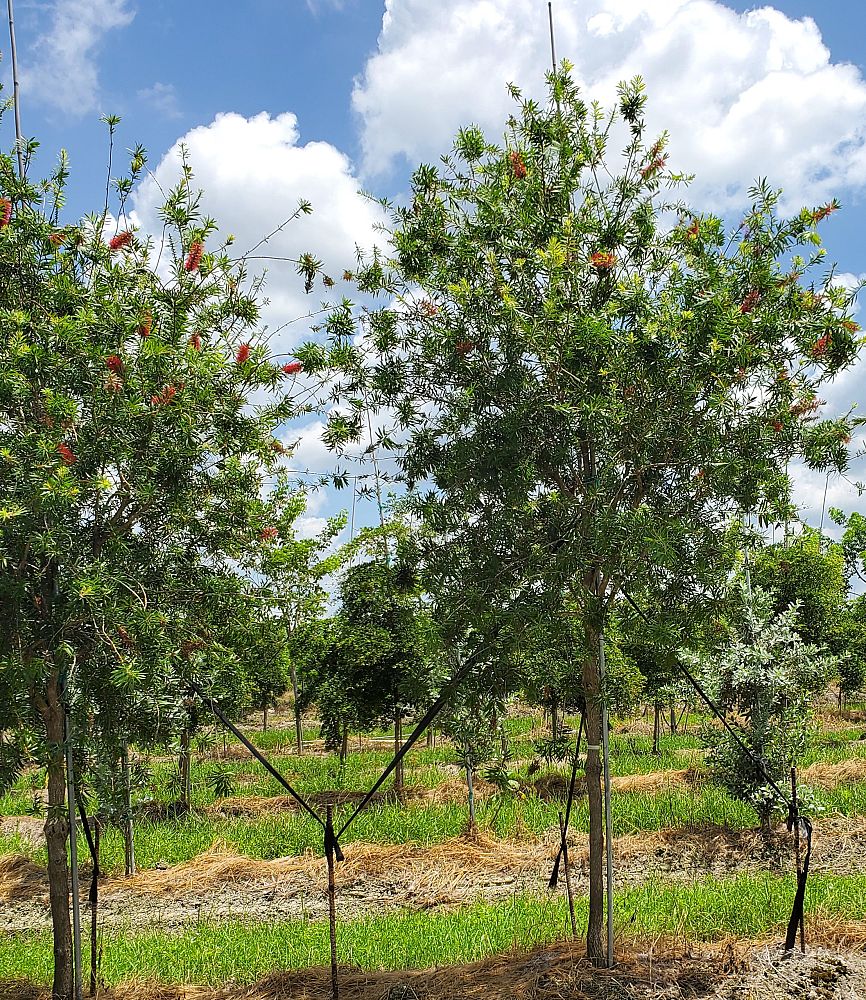 callistemon-viminalis-little-john-weeping-bottlebrush-dwarf