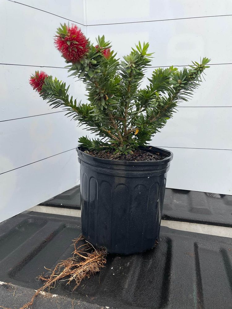 callistemon-viminalis-little-john-weeping-bottlebrush-dwarf