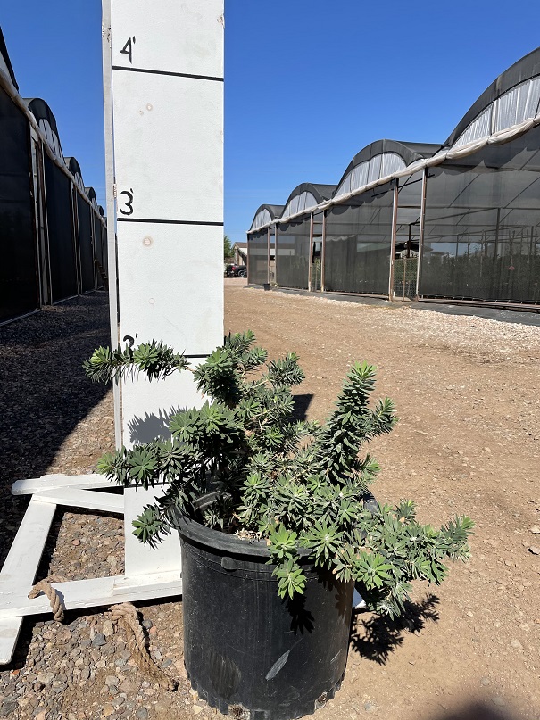 callistemon-viminalis-little-john-weeping-bottlebrush-dwarf