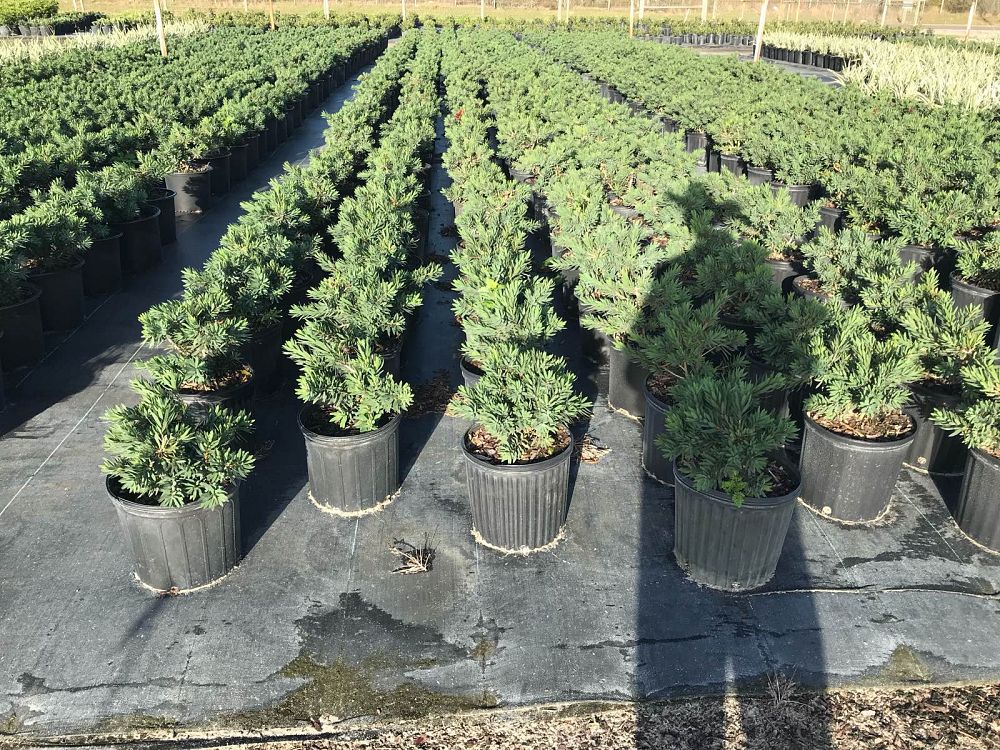 callistemon-viminalis-little-john-weeping-bottlebrush-dwarf