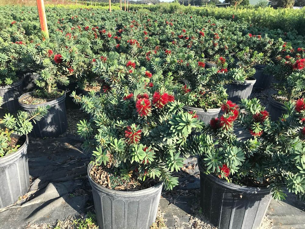 callistemon-viminalis-little-john-weeping-bottlebrush-dwarf