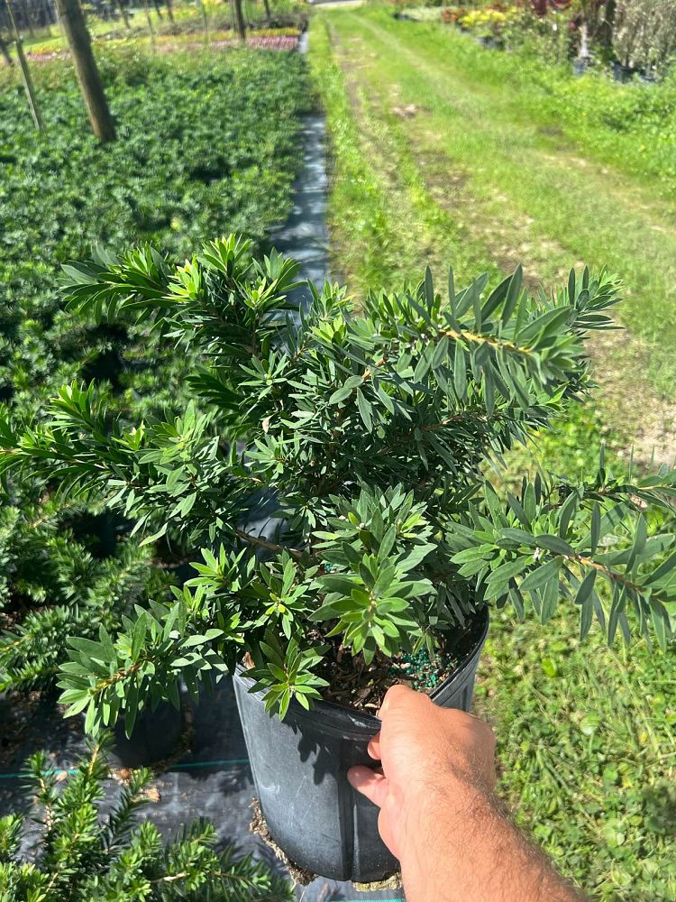 callistemon-viminalis-little-john-weeping-bottlebrush-dwarf