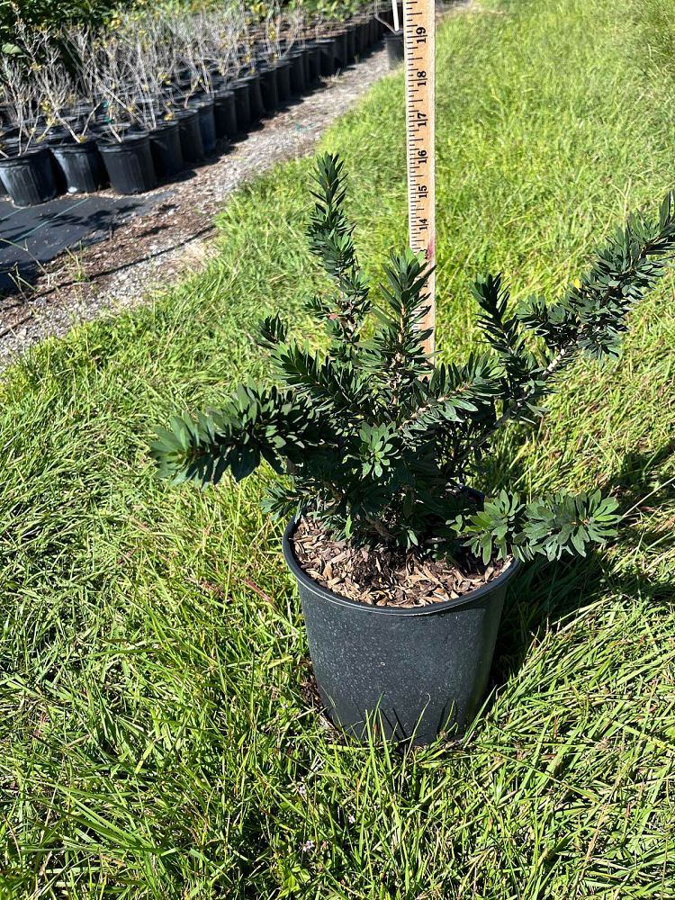 callistemon-viminalis-little-john-weeping-bottlebrush-dwarf
