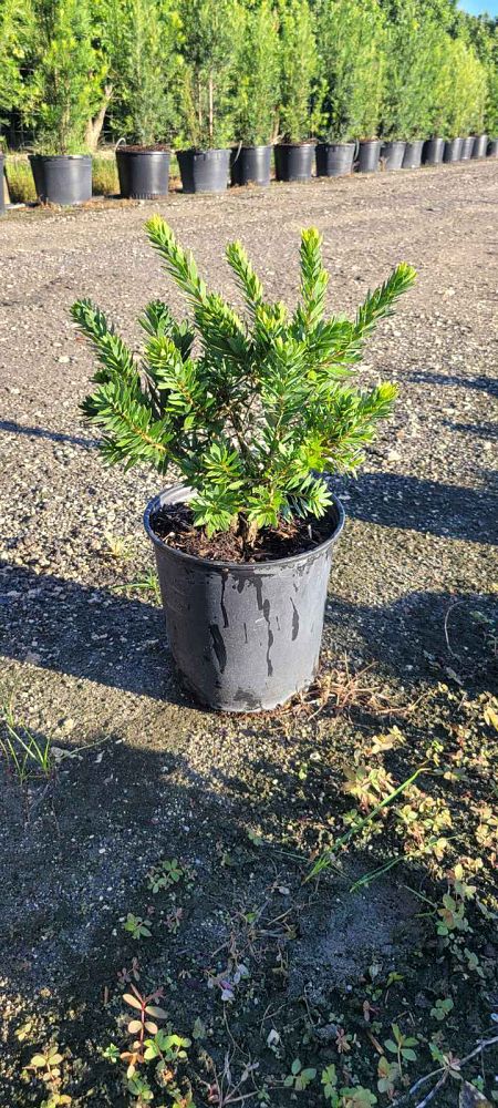 callistemon-viminalis-little-john-weeping-bottlebrush-dwarf
