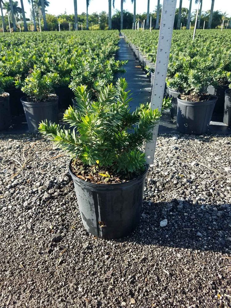 callistemon-viminalis-little-john-weeping-bottlebrush-dwarf
