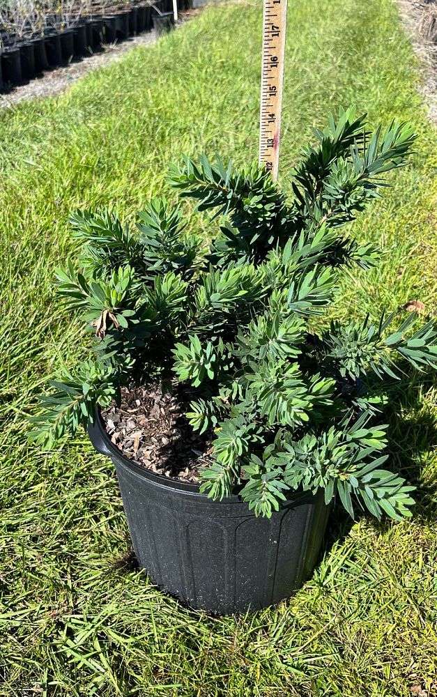 callistemon-viminalis-little-john-weeping-bottlebrush-dwarf