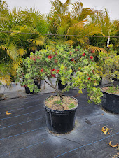 callistemon-viminalis-little-john-weeping-bottlebrush-dwarf