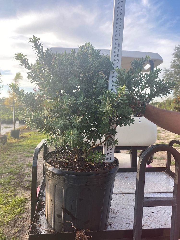 callistemon-viminalis-little-john-weeping-bottlebrush-dwarf