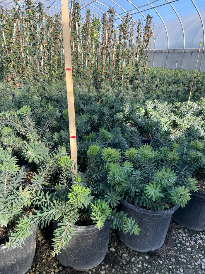 callistemon-viminalis-little-john-weeping-bottlebrush-dwarf