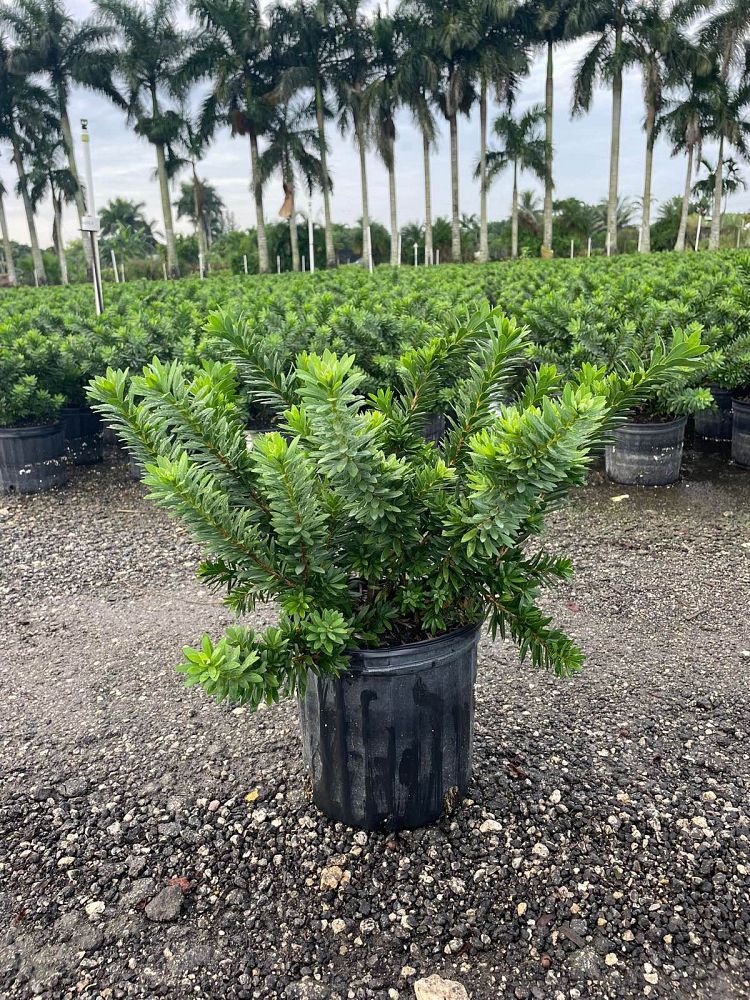 callistemon-viminalis-little-john-weeping-bottlebrush-dwarf