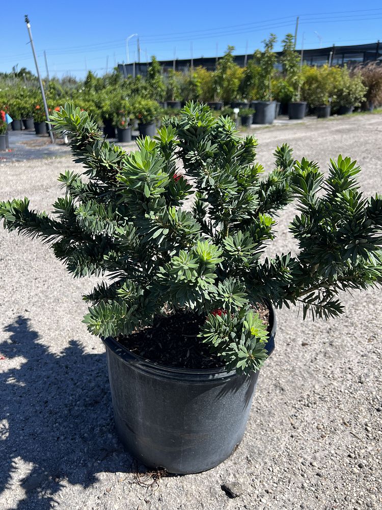 callistemon-viminalis-little-john-weeping-bottlebrush-dwarf