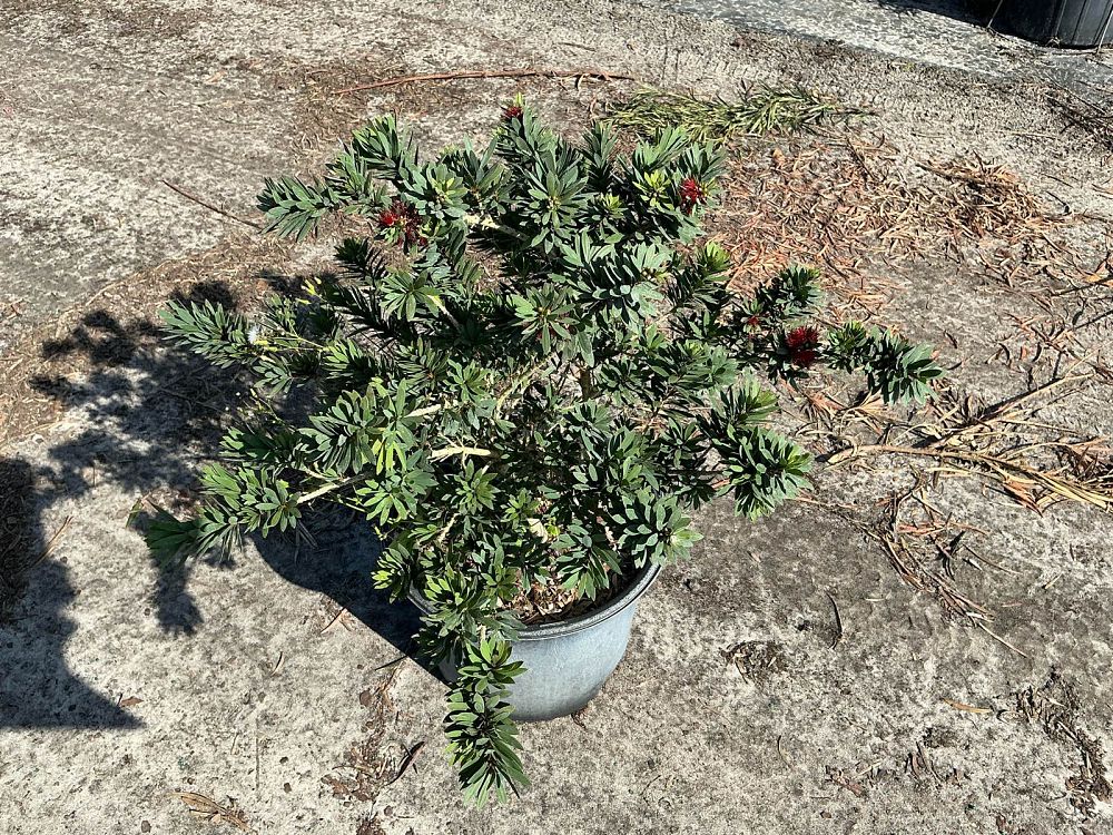 callistemon-viminalis-little-john-weeping-bottlebrush-dwarf