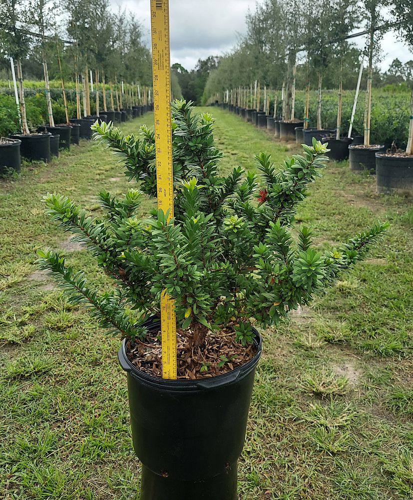 callistemon-viminalis-little-john-weeping-bottlebrush-dwarf
