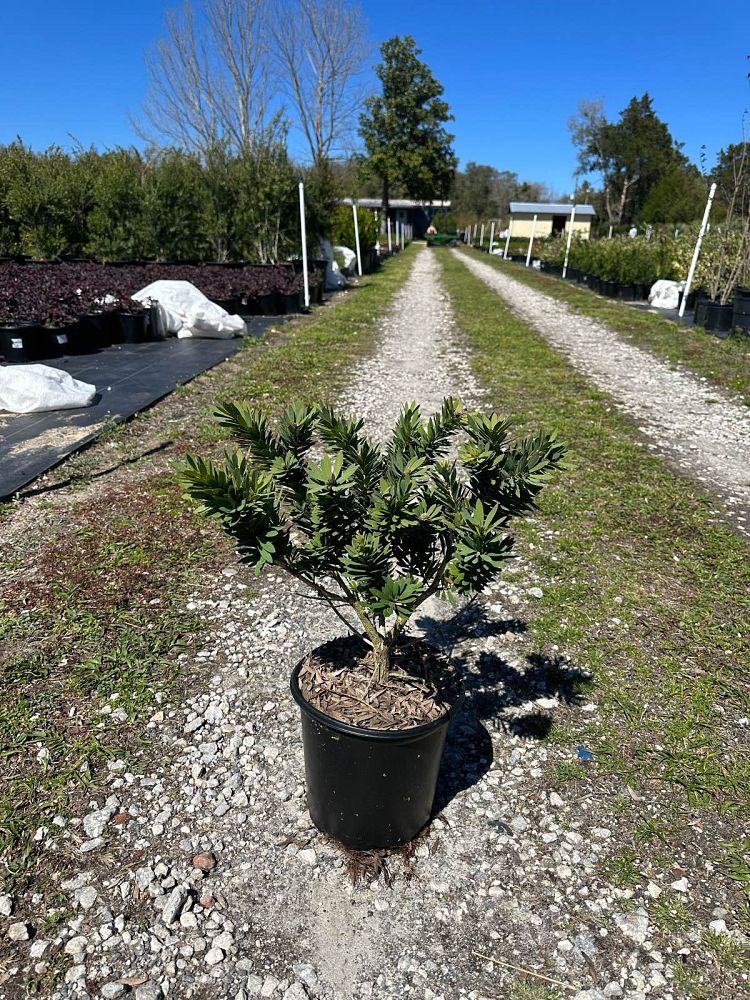 callistemon-viminalis-little-john-weeping-bottlebrush-dwarf