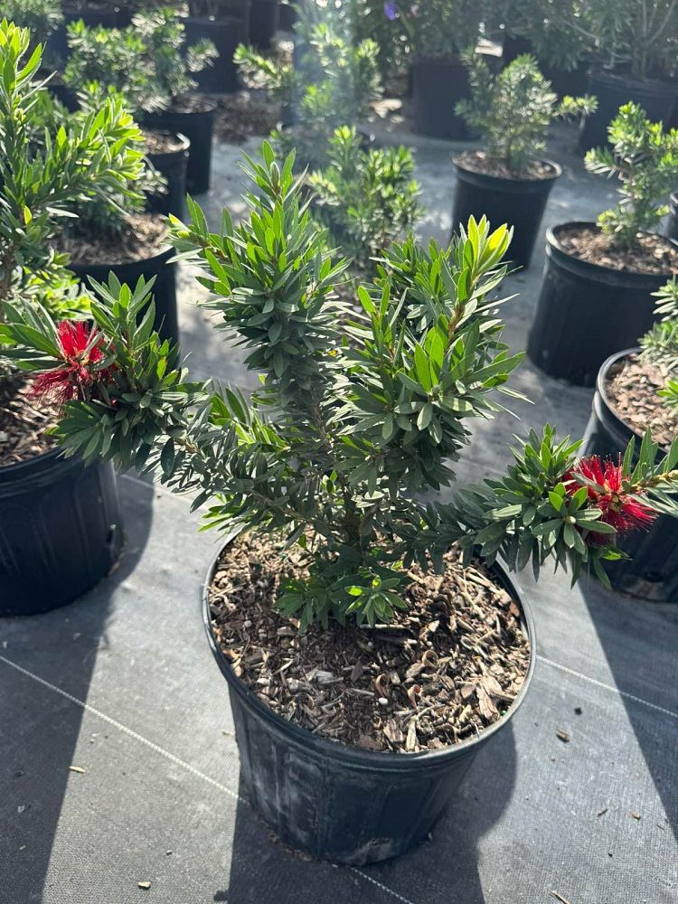 callistemon-viminalis-little-john-weeping-bottlebrush-dwarf