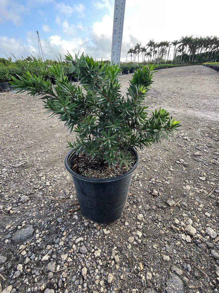 callistemon-viminalis-little-john-weeping-bottlebrush-dwarf