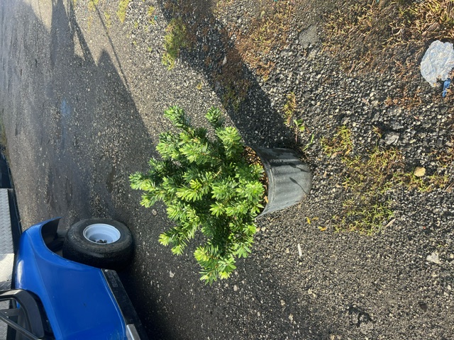callistemon-viminalis-little-john-weeping-bottlebrush-dwarf