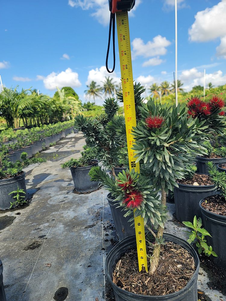 callistemon-viminalis-little-john-weeping-bottlebrush-dwarf