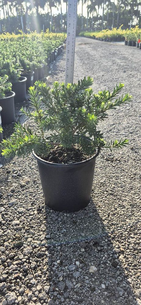callistemon-viminalis-little-john-weeping-bottlebrush-dwarf