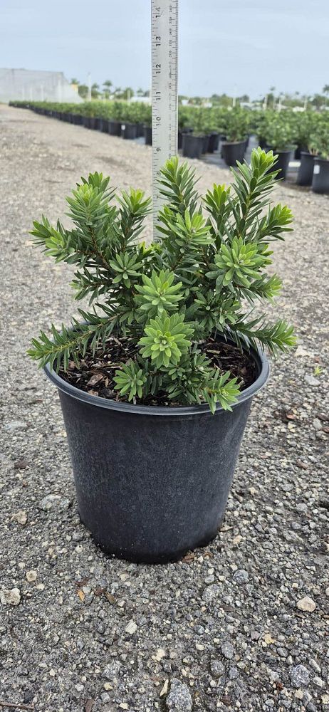 callistemon-viminalis-little-john-weeping-bottlebrush-dwarf