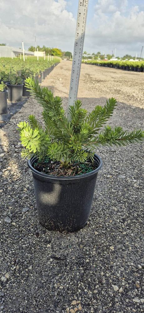 callistemon-viminalis-little-john-weeping-bottlebrush-dwarf