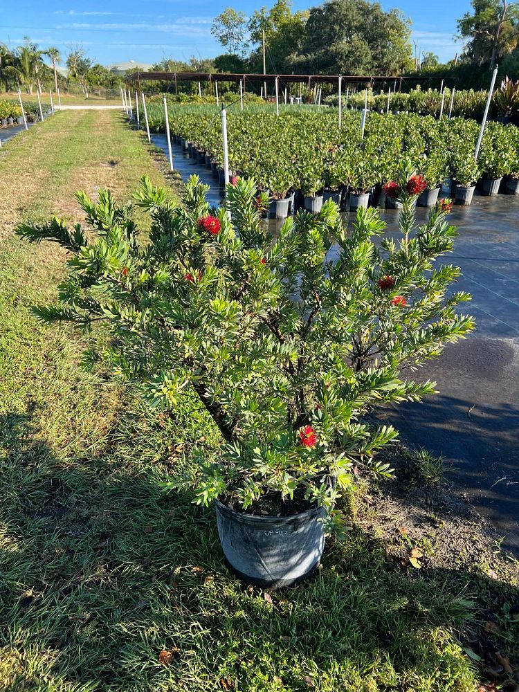 callistemon-viminalis-little-john-weeping-bottlebrush-dwarf