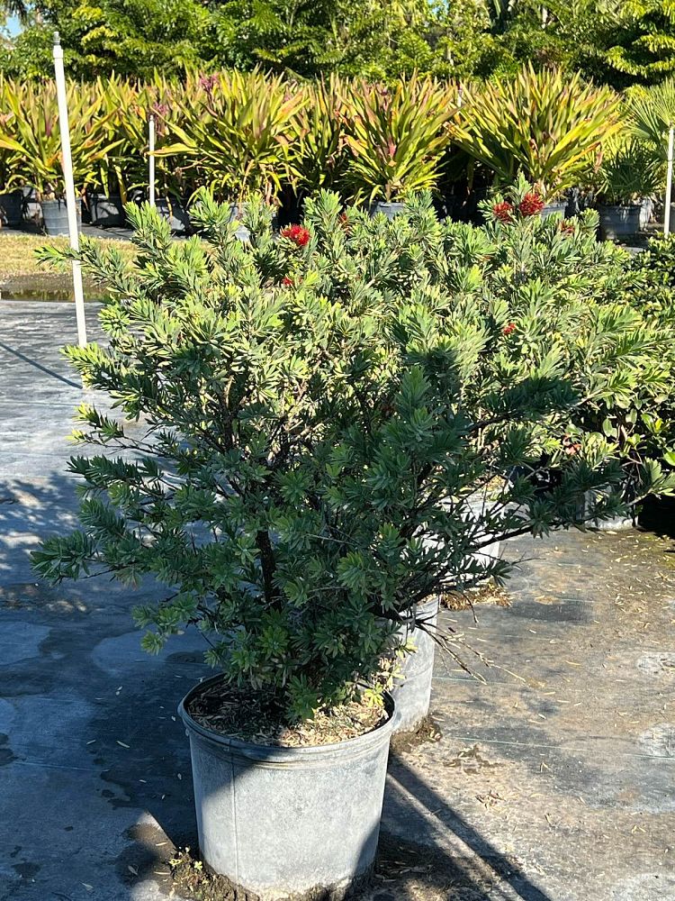 callistemon-viminalis-little-john-weeping-bottlebrush-dwarf