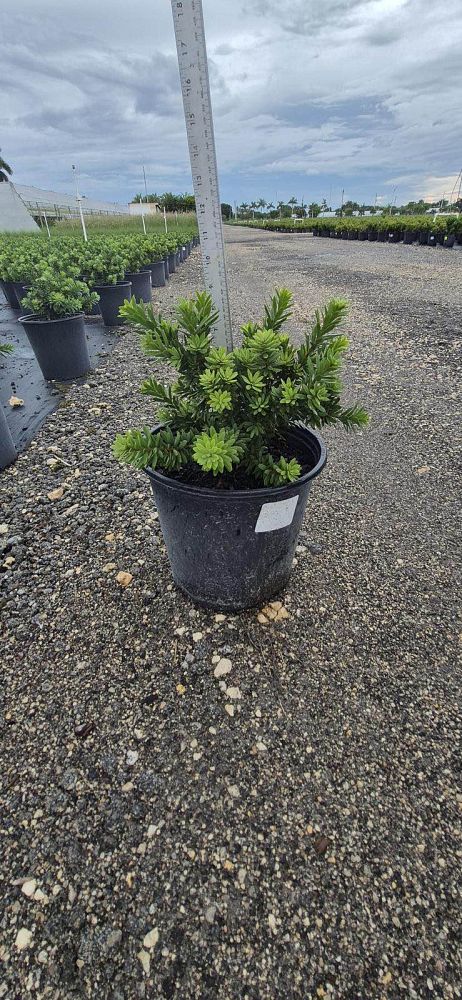 callistemon-viminalis-little-john-weeping-bottlebrush-dwarf