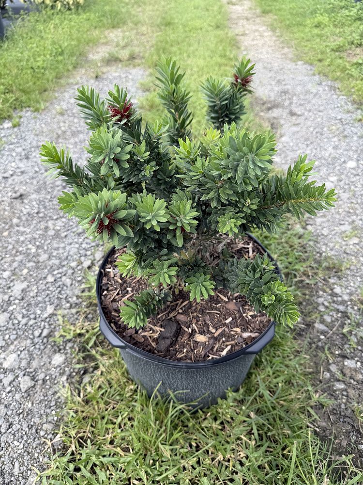 callistemon-viminalis-little-john-weeping-bottlebrush-dwarf