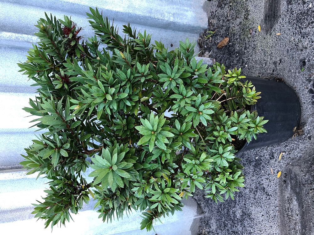callistemon-viminalis-lj1-weeping-bottlebrush-better-john